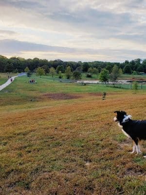 Twin Lakes Dog Park