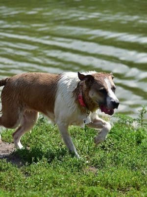 Twin Lakes Dog Park