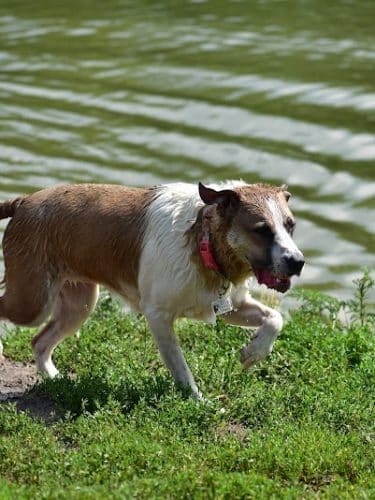 Twin Lakes Dog Park