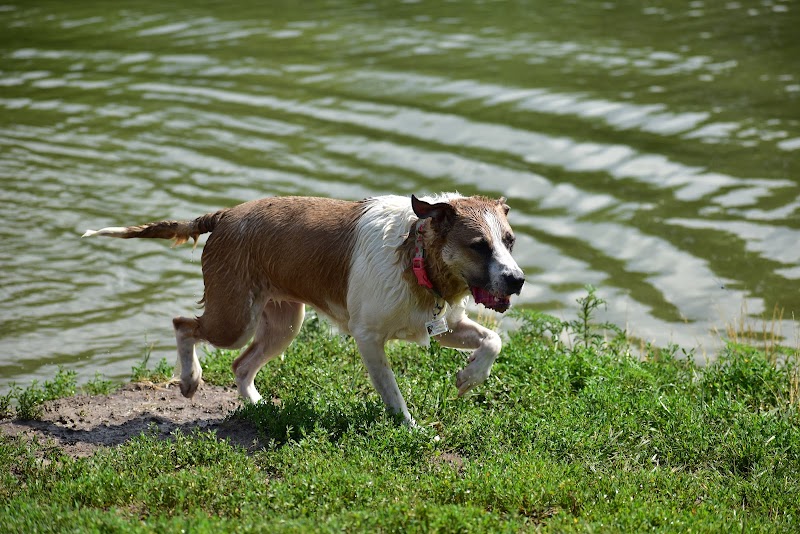 Twin Lakes Dog Park - Columbia, MO