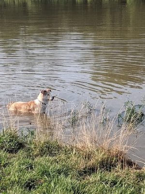 Twin Lakes Dog Park
