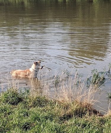 Twin Lakes Dog Park