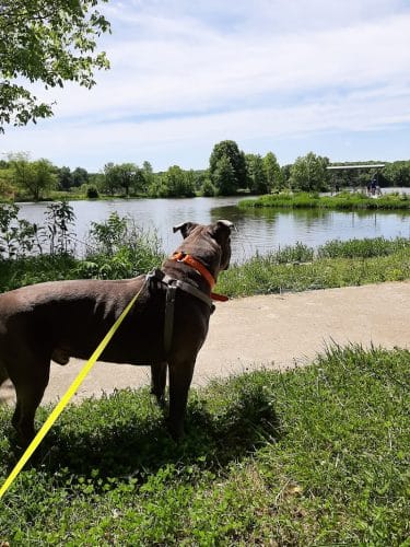 Twin Lakes Dog Park