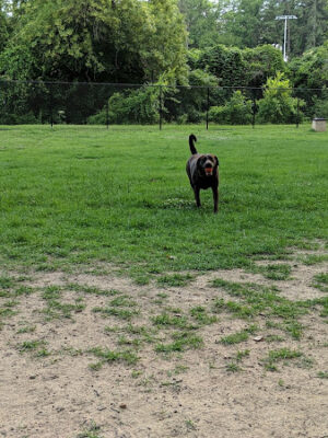 NOMA (North Main) Bark Park - Members only