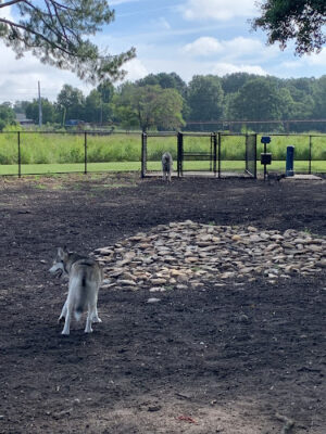 Page Ellington Park Dog Park