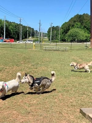 Saluda Shoals Park
