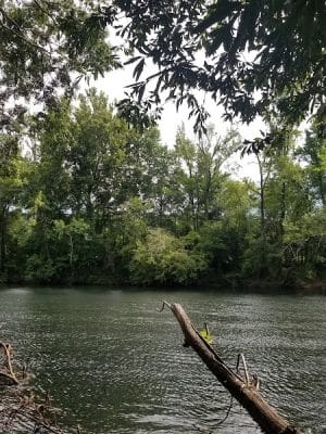 Saluda Shoals Park