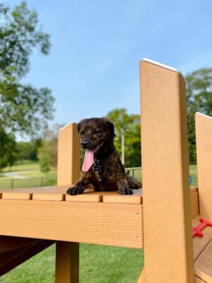 Muletown Bark Park