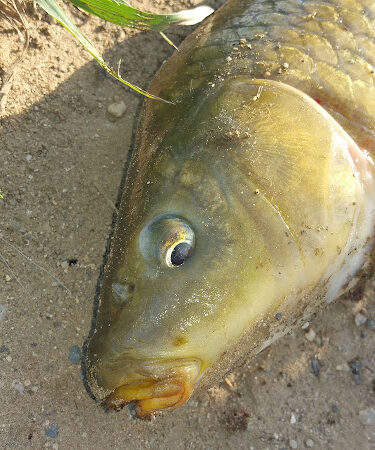 Fishing Parking