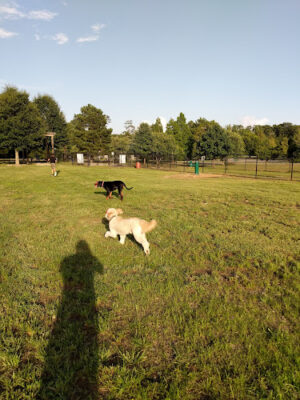 Columbus City Dog Park