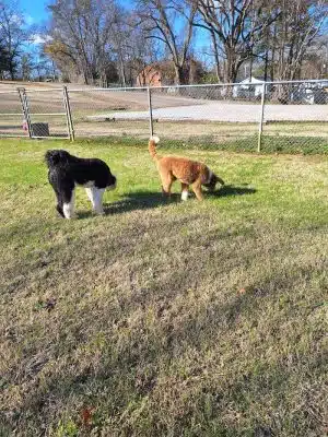 Bark Park