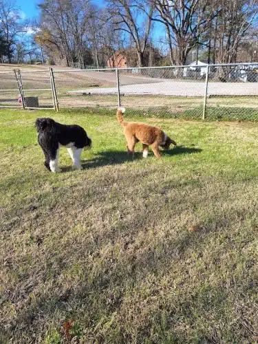 Bark Park