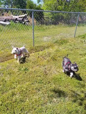 Bark Park