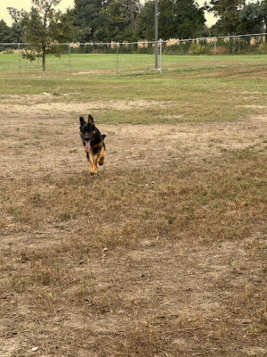 Columbus Bark Park
