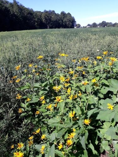 Mansfield Township Community Park