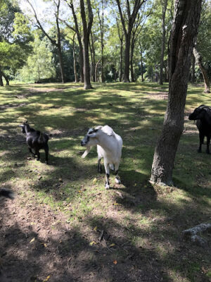 Hoyt Farm Nature Preserve