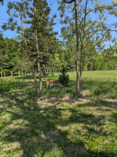 Dog Park - Commerce Township, MI