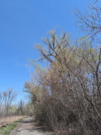 Hiking Trailhead - Commerce Township, MI