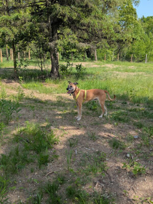 Dog Park