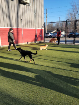 The Pack Indoor Dog Park, Restaurant and Bar