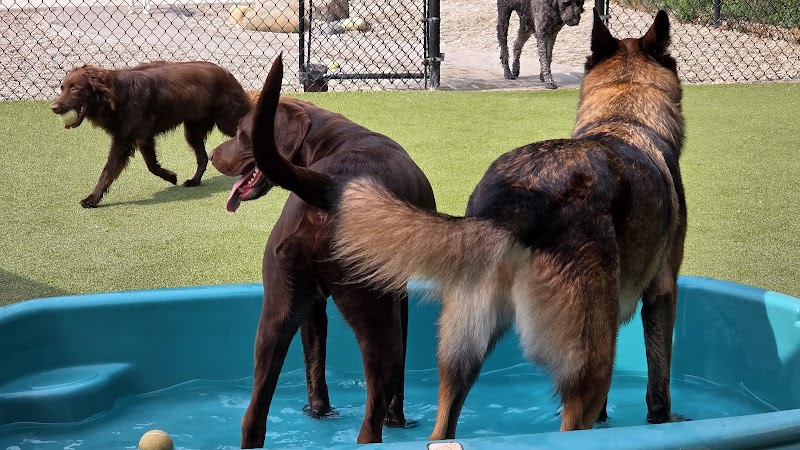 The Pack Indoor Dog Park, Restaurant and Bar - Comstock Park, MI