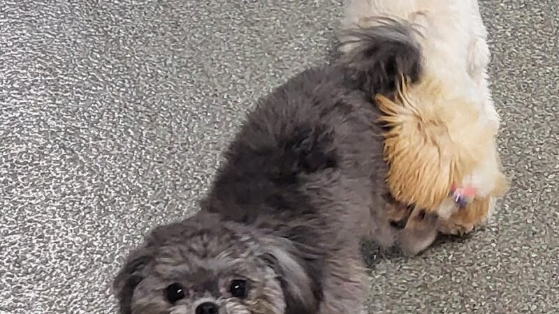 The Pack Indoor Dog Park, Restaurant and Bar - Comstock Park, MI