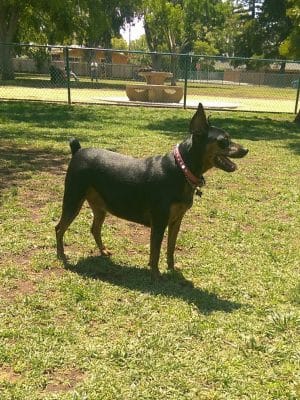 Baldwin Dog Park