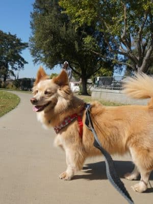 Baldwin Dog Park