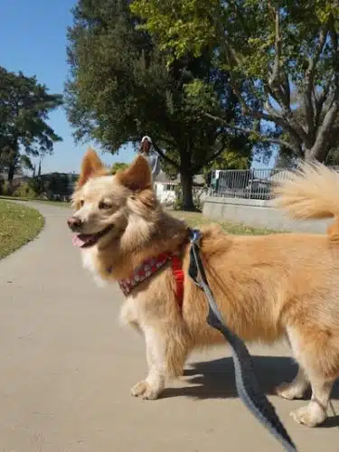 Baldwin Dog Park