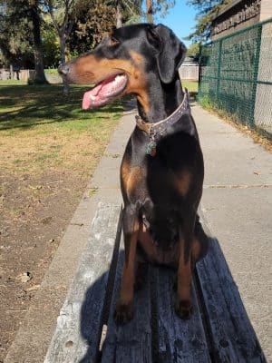 Baldwin Dog Park