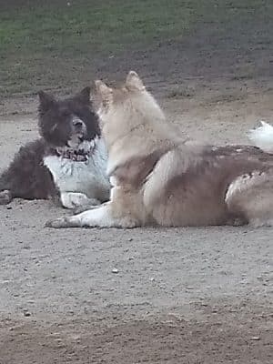 Baldwin Dog Park