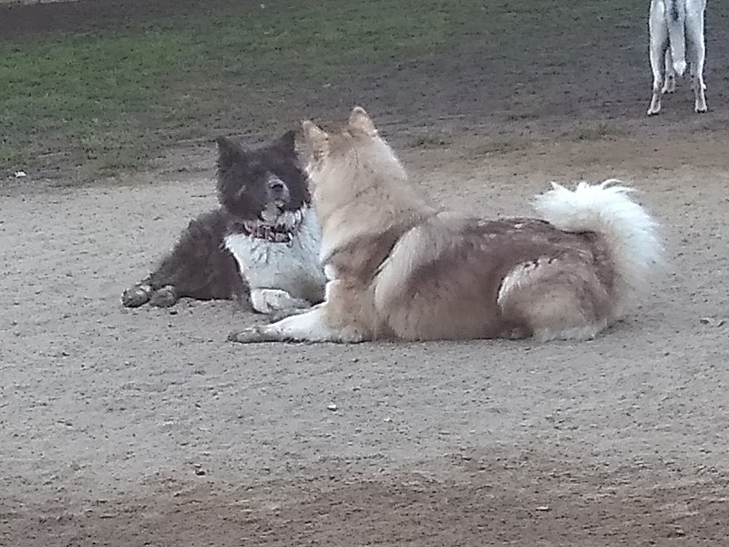 Baldwin Dog Park - Concord, CA