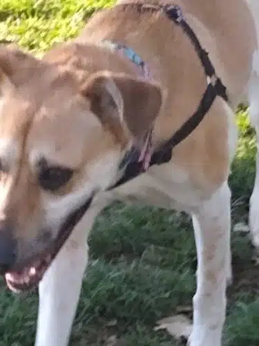 Baldwin Dog Park