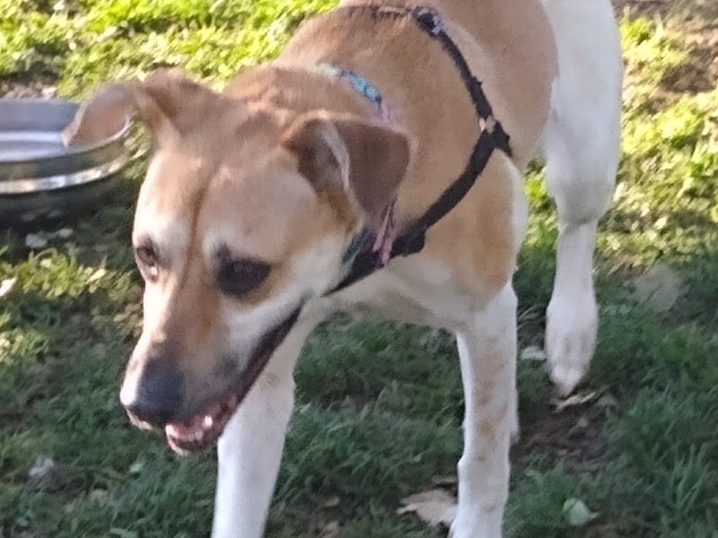 Baldwin Dog Park - Concord, CA