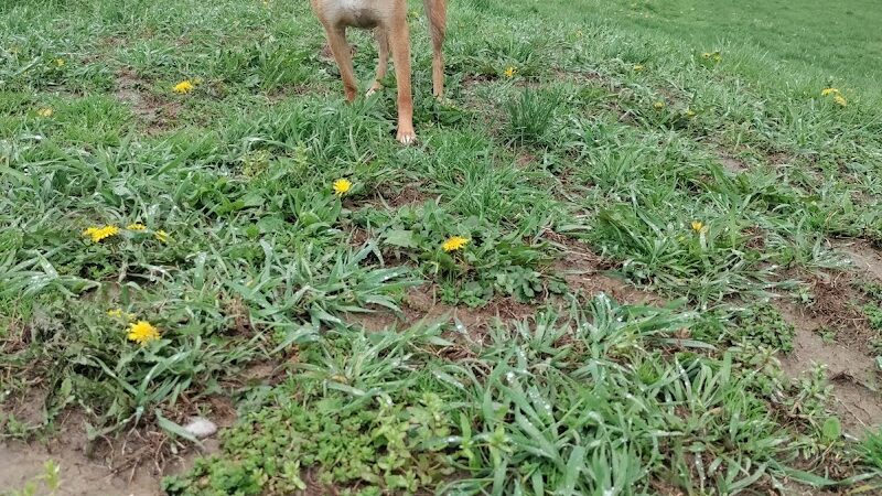 Conklin "Raceway" Dog Park - Conklin,