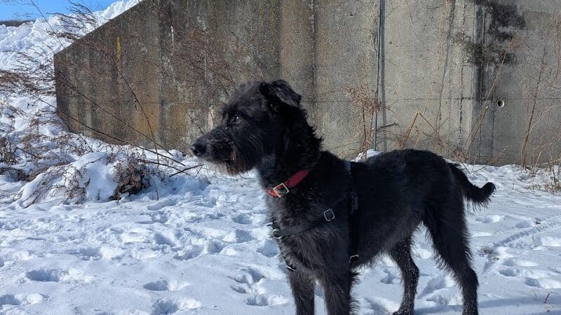 Conklin "Raceway" Dog Park - Conklin,