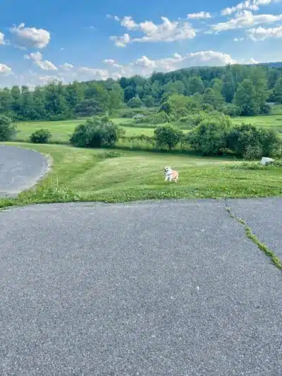 Conklin "Raceway" Dog Park - Conklin,