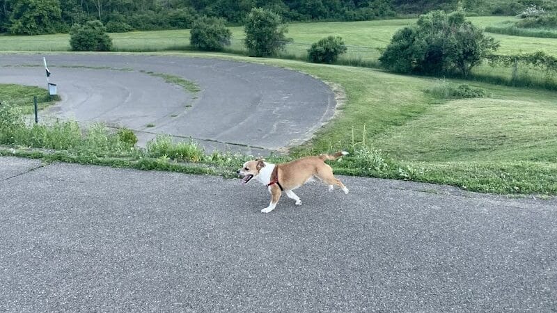 Conklin "Raceway" Dog Park - Conklin,