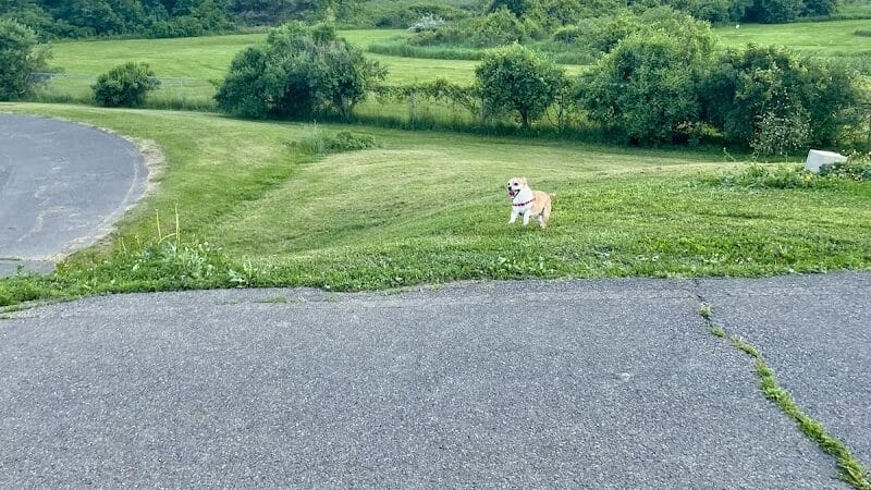 Conklin "Raceway" Dog Park - Conklin,