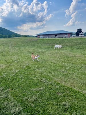 Conklin "Raceway" Dog Park