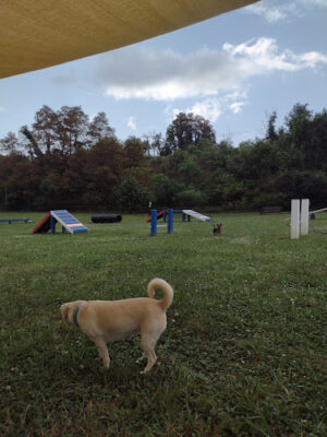 Wood-Ruff Dog Park and CPD Canine Training Facility