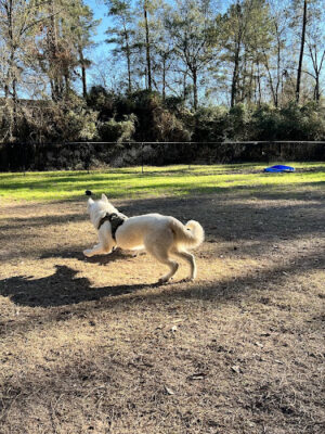 Harper's Landing Dog Park