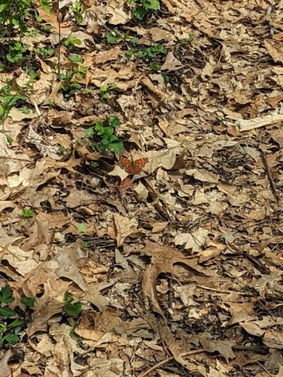 Mill Creek park - Constantine,