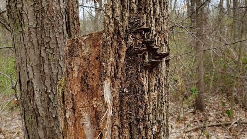 Mill Creek park - Constantine,