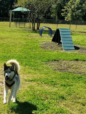Conway Dog Park - Conway, SC