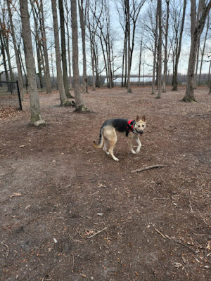 Nash Dog Park
