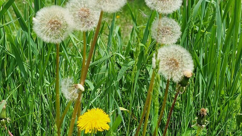Eastmanville Farm County Park - Coopersville,