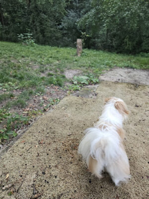 Ollie's Off-Leash Dog Playground