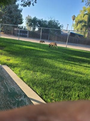 Corcoran Dog Park - Corcoran, CA
