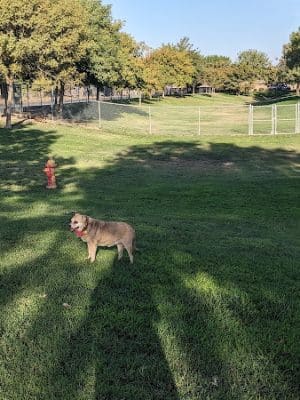 Corcoran Dog Park - Corcoran, CA